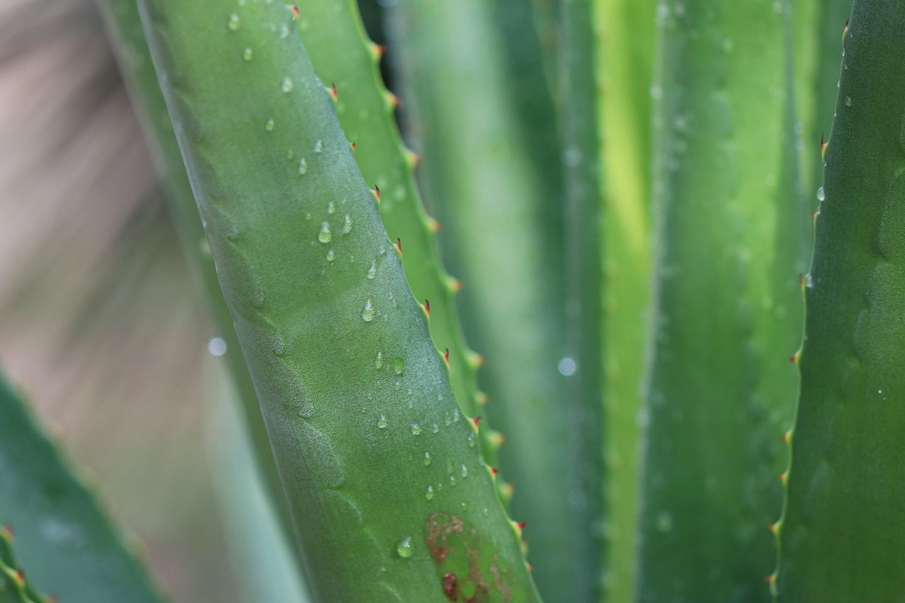 Aloe vera patří mezi oblíbené složky kosmetických přípravků